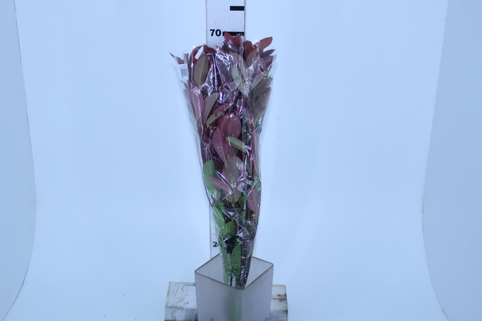<h4>FOLHAGEM PHOTINIA VERMELHO 070 CM</h4>