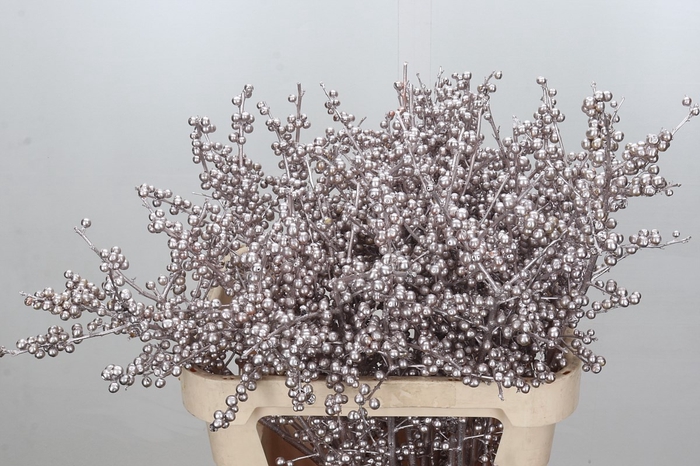 <h4>Ilex paint champagne</h4>