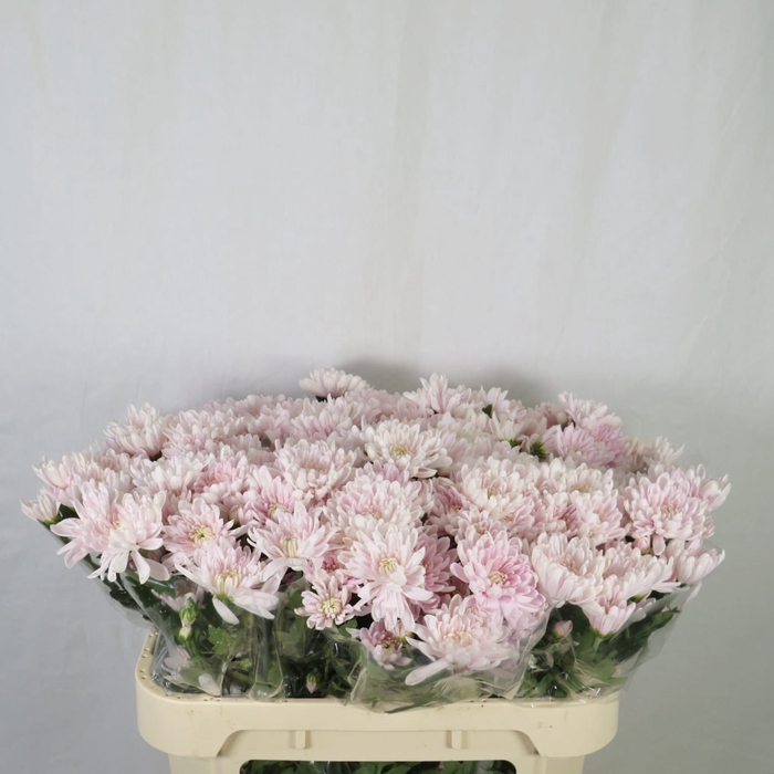 <h4>Chrysanthemum spray euro rosa claro</h4>
