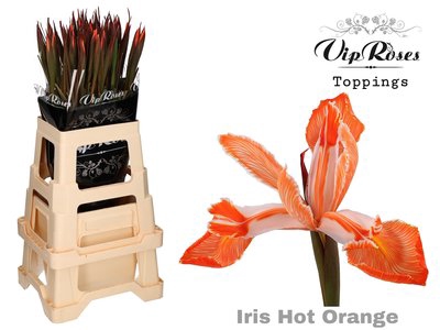 <h4>Iris paint hot orange</h4>