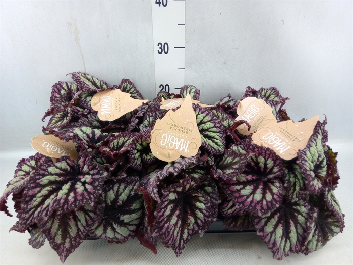 <h4>Begonia Bd 'magiccolours Fedor'</h4>