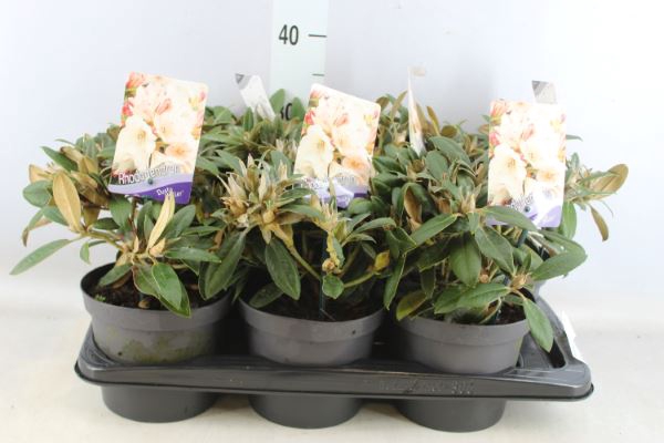 <h4>Rhododendron Ya 'dusty Miller'</h4>