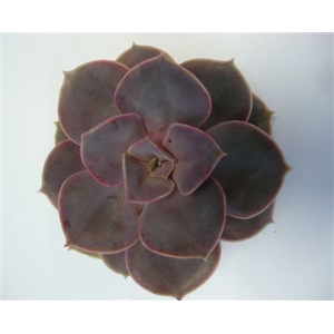 Echeveria pearl von neurenberg cutflower
