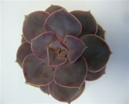 <h4>Echeveria pearl von neurenberg cutflower</h4>