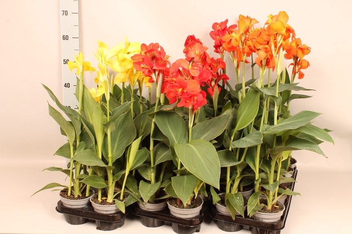 <h4>Canna generalis Cannova Divers </h4>