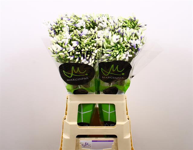 <h4>Agapanthus twister</h4>
