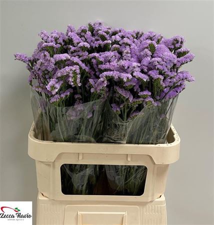 <h4>Lim S Tessa Lavender</h4>