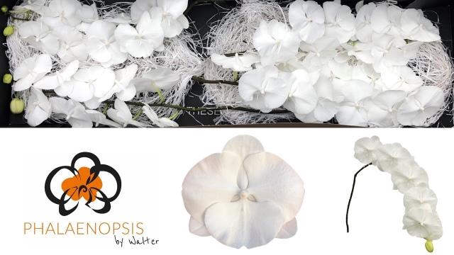 <h4>Phalaenopsis white serenity (per flower)</h4>