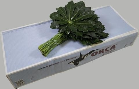 <h4>Leaf aralia Orca</h4>