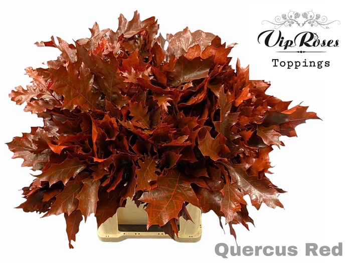 <h4>QUERCUS RED</h4>