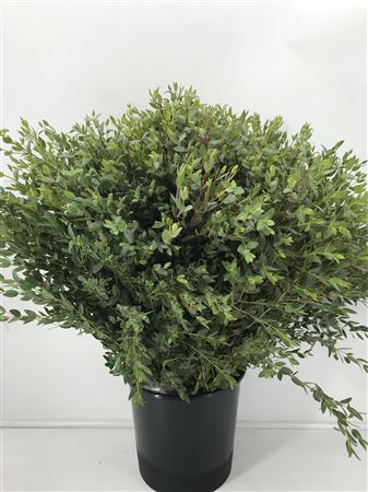 <h4>Euca Parvifolia 350</h4>