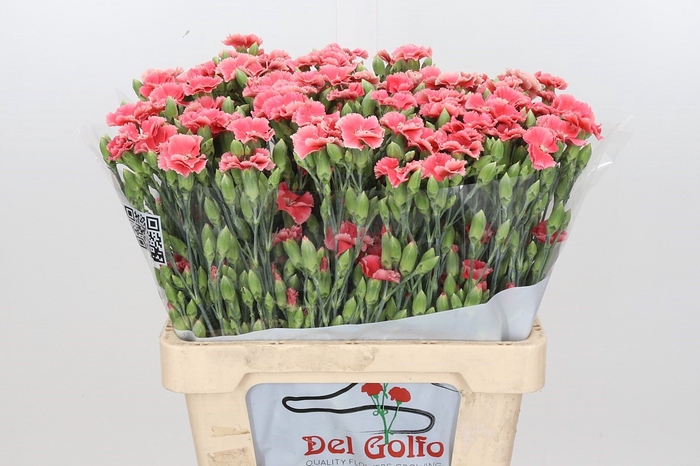 <h4>Dianthus Sp "Symply Candy</h4>