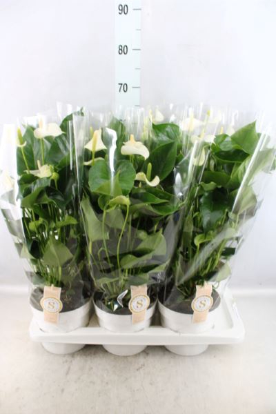 <h4>Anthurium andr. 'White Champion'</h4>