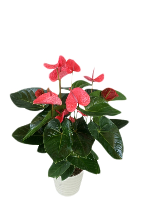 <h4>ANTHURIUM KING PINK P19</h4>
