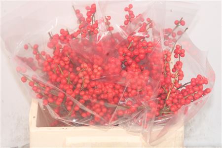 <h4>Ilex verticillata red</h4>