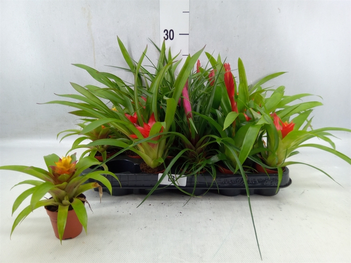 <h4>Bromelia ...mix</h4>