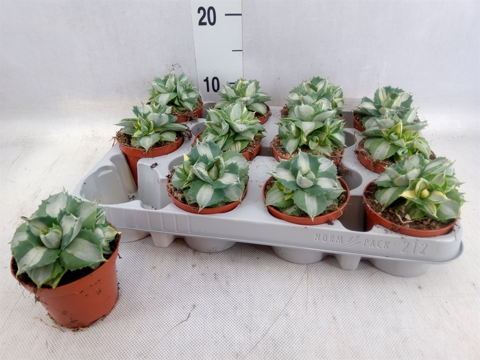 <h4>Agave   ...</h4>
