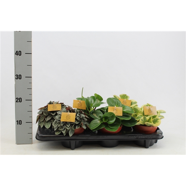 <h4>Peperomia gemengd 12cm</h4>