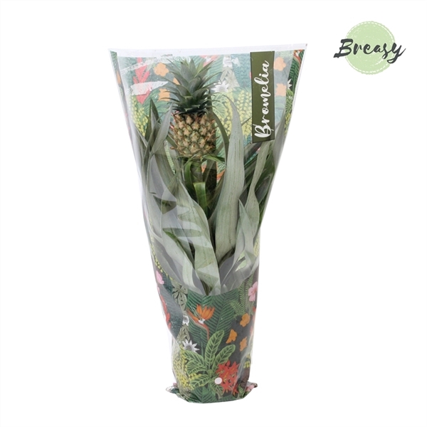 <h4>Ananas Mi Amigo Jungle hoes</h4>