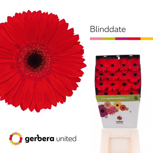 <h4>Gerbera diamond blinddate</h4>