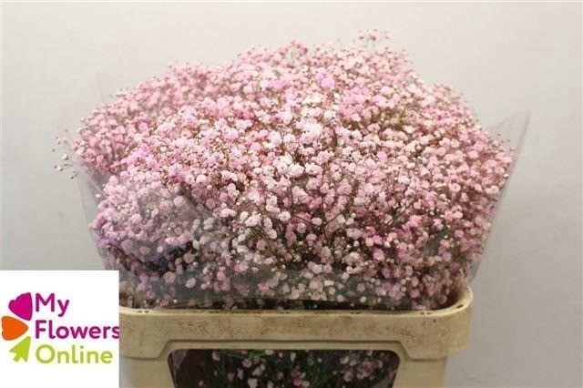 <h4>Gyps Pa Excellence Tinted Light Pink 80cm EC</h4>