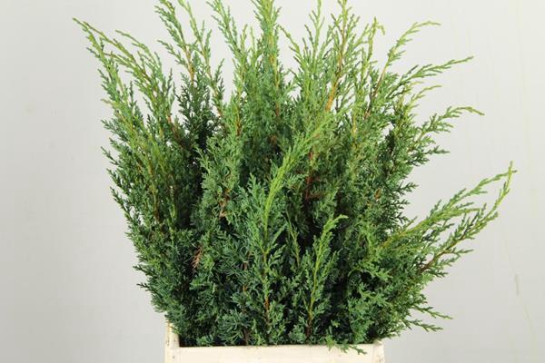 <h4>Conifeer Juniperus Blauw Bs</h4>