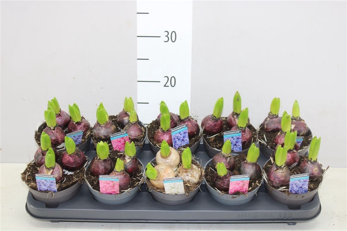 <h4>Hyacinthus Gemengd 3pp</h4>