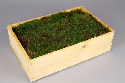 <h4>Moss flat wooden box</h4>