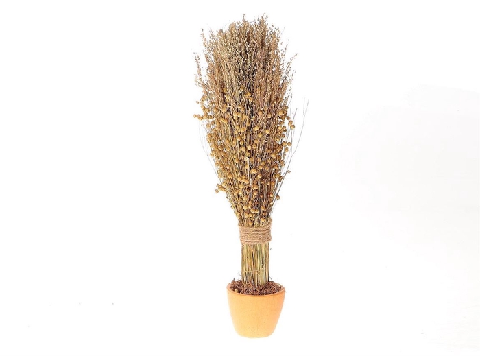 <h4>Dried Arr Pot Long Tissi Star Grass D13.</h4>