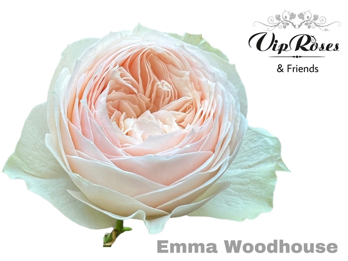 <h4>R Gr Emma Woodhouse</h4>