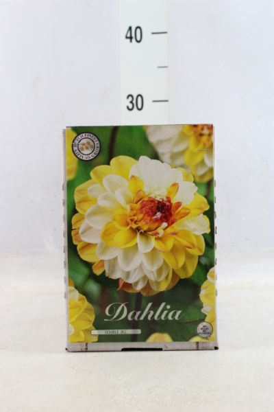 <h4>Dahlia ...flowerbulbs</h4>