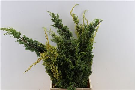 <h4>Juniperus Groen</h4>