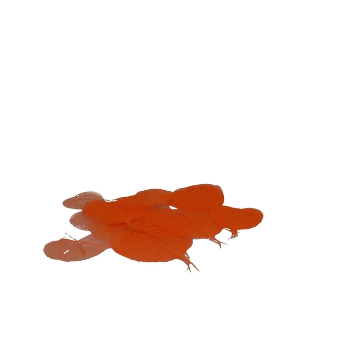 <h4>Droogdeco Skeletonleaf x200</h4>