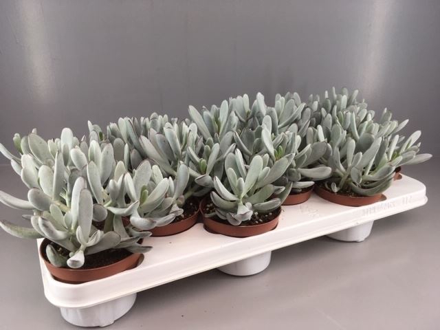 <h4>Cotyledon 'coral'</h4>
