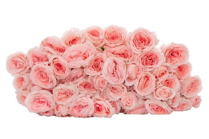 <h4>Rosa Spray Bellalinda Kiss</h4>