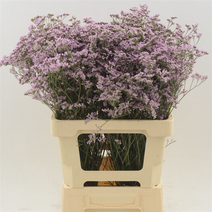 <h4>Limonium Safora Oshi Pink</h4>