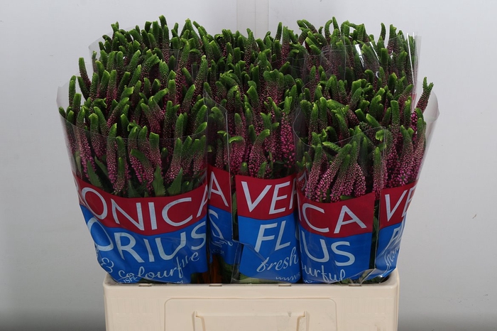 <h4>Veron Vertakt Rose</h4>
