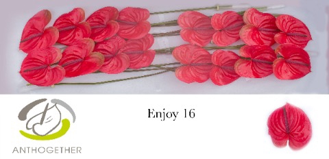 <h4>Anthurium enjoy</h4>
