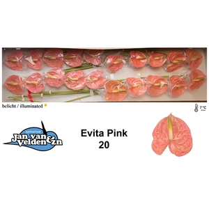 Evita Pink 20