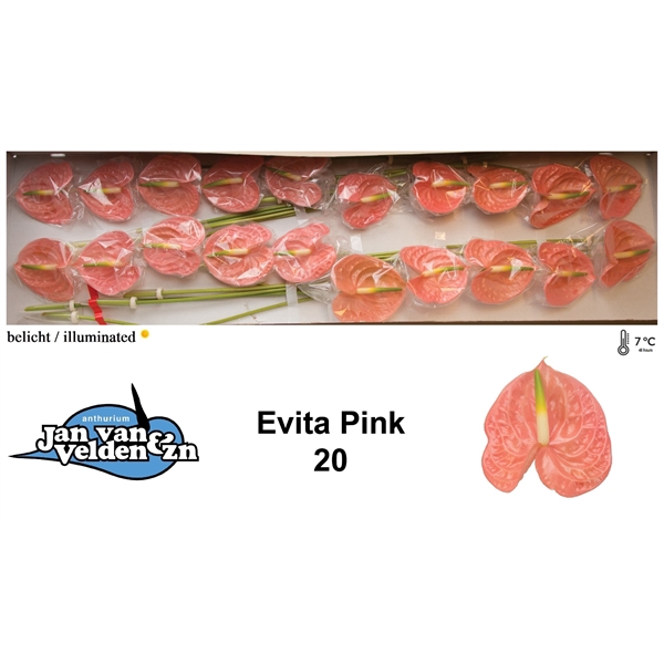 <h4>Evita Pink 20</h4>