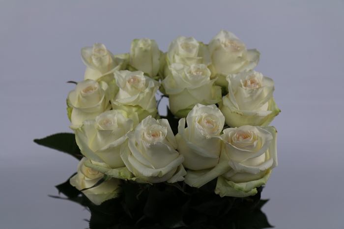<h4>Rosa ec candlelight</h4>