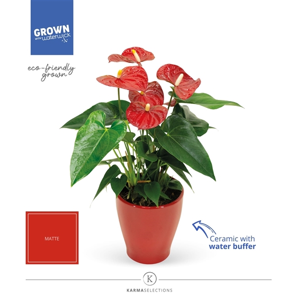 <h4>Anthurium - KARMA Red | Carolina Red | Waterreservoir</h4>