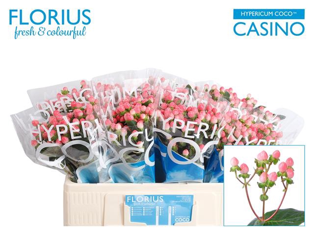 <h4>Hypericum coco casino</h4>
