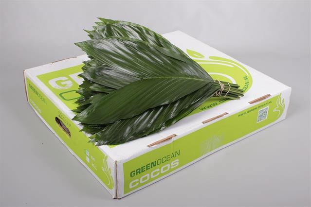 <h4>Leaf cocos box medium Green Ocean</h4>