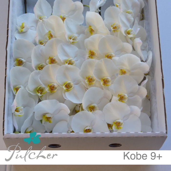 <h4>_Phalaenopsis Kobe 9+</h4>