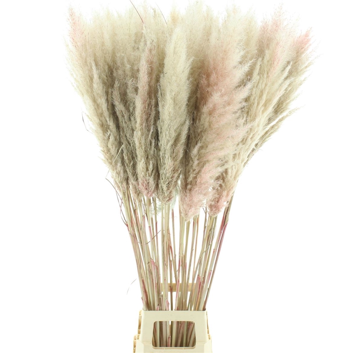 <h4>Dried Corta N L Pink Abs Fluffy</h4>