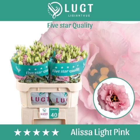 <h4>EUS G ALISSA LIGH PI</h4>