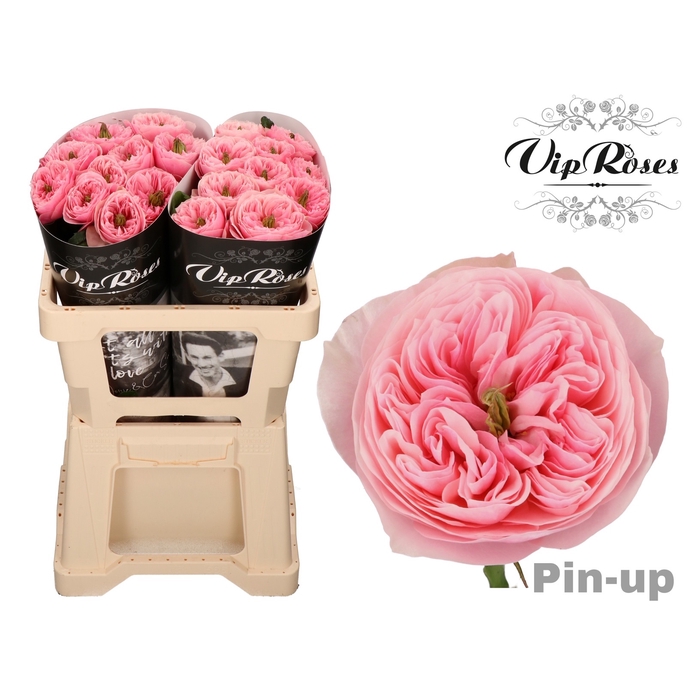 Vip Roses Webshop