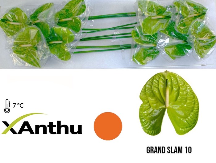 <h4>ANTH A GRAND SLAM</h4>