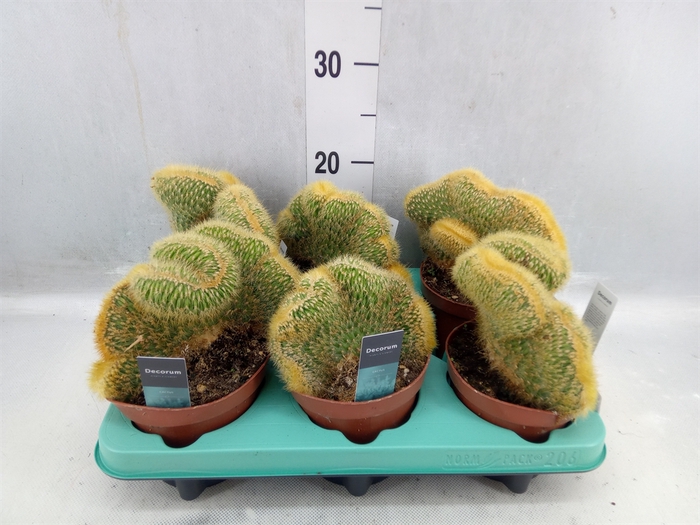 <h4>Cactus ...</h4>